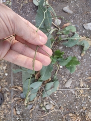 Goniolimon tataricum