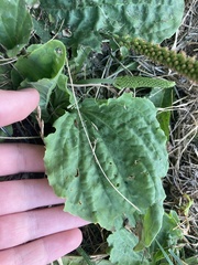 Plantago major