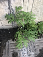 Artemisia sieversiana