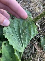 Plantago major