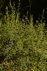 Dampiera lanceolata