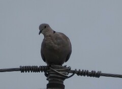 Streptopelia decaocto
