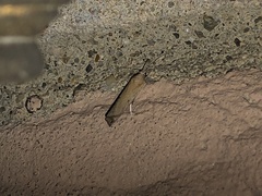 Fissicrambus