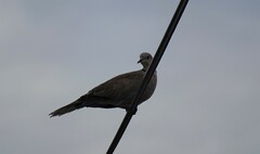 Streptopelia decaocto