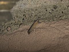 Fissicrambus