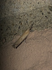 Fissicrambus