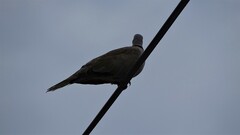 Streptopelia decaocto