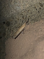Fissicrambus