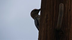 Melanerpes uropygialis