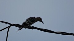 Melanerpes uropygialis