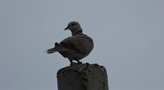 Streptopelia decaocto