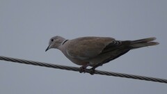 Streptopelia decaocto