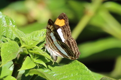 Adelpha iphicleola