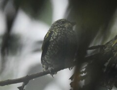 Ampelioides tschudii