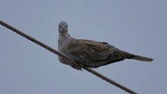 Streptopelia decaocto