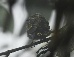 Ampelioides tschudii