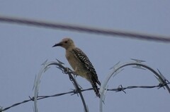 Melanerpes uropygialis