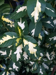 Graptophyllum pictum