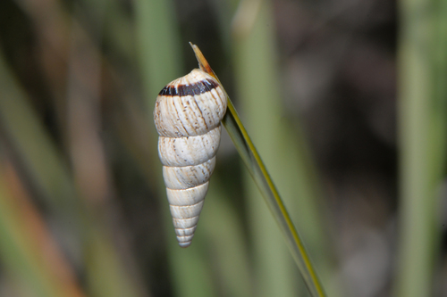 Pointed Snail