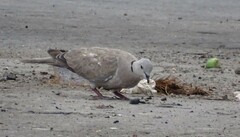 Streptopelia decaocto