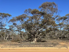 Eucalyptus gracilis