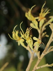 Couepia hallwachsiae