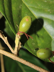 Couepia hallwachsiae