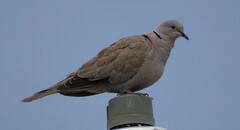 Streptopelia decaocto