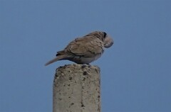 Streptopelia decaocto