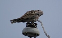 Streptopelia decaocto