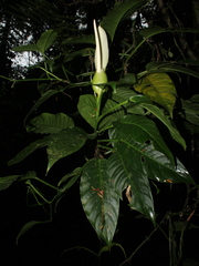 Subgenus Pteromischum  iNaturalist