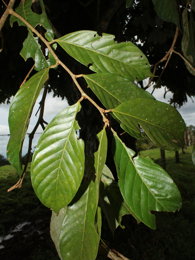 Couepia hallwachsiae
