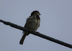 Passer domesticus