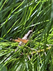 Melanoplus nossi