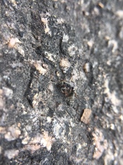 Bothroponera sulcata