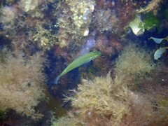 Tautogolabrus adspersus