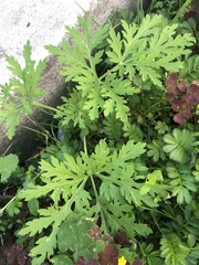 Artemisia sieversiana