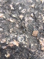 Bothroponera sulcata