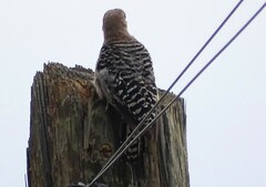 Melanerpes uropygialis