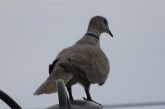 Streptopelia decaocto