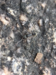 Bothroponera sulcata