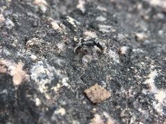 Bothroponera sulcata