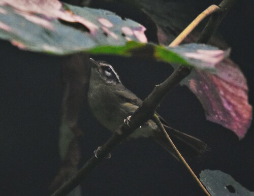 Three-striped Warbler (Basileuterus tristriatus), photo 9