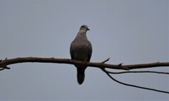 Streptopelia decaocto