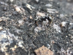 Bothroponera sulcata