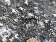 Bothroponera sulcata