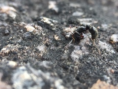 Bothroponera sulcata