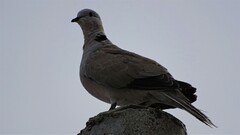 Streptopelia decaocto