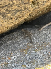 Sceloporus graciosus