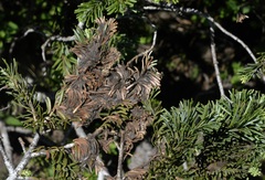 Herpotrichia juniperi